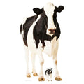 Life Size Cow Cardboard Cutout
