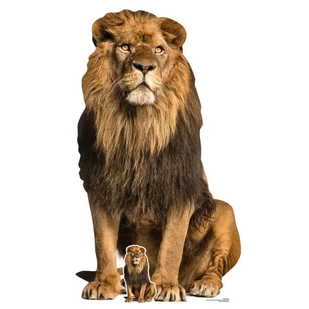 Realistic adult male lion cardboard cutout 155cm
